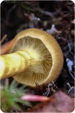 Fungi-14-2.jpg