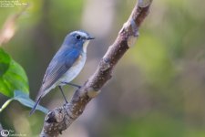 Bluetail,Red_flanked_009.jpg