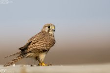 Kestrel,Common_010.jpg