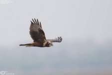 Harrier,Eastern_Marsh_004.jpg