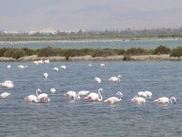 flamingos2.jpg