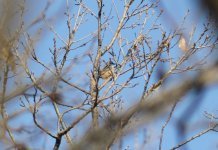 Eurasian Nuthatch 2.jpg