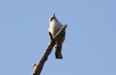 Eurasian Nuthatch.jpg