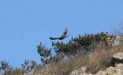 Upland Buzzard 2.jpg