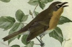 Maryland yellowthroat.jpg