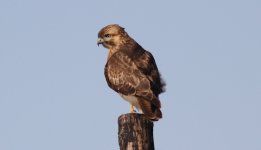 Eastern Buzzard.jpg