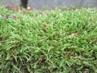 unknown_moss2.jpg