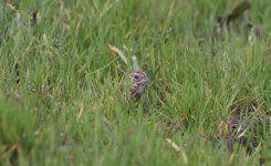 Chestnut Bunting A.jpg