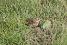 Chestnut Bunting E.jpg