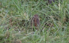 Chestnut Bunting F.jpg