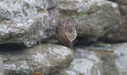 Chestnut Bunting G.jpg