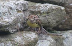 Chestnut Bunting I.jpg