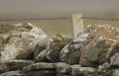 Chestnut Bunting K.jpg