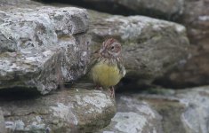 Chestnut Bunting M.jpg