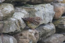 Chestnut Bunting N.jpg