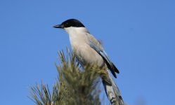 Azure-winged Magpie.jpg