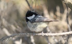 Coal Tit.jpg