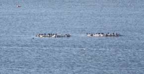 Pelagic Cormorants.jpg