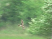 Harrier 028_0006.jpg