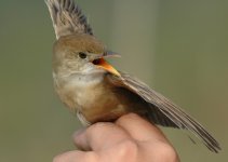 9.ThickBilledWarbler.JPG