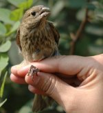 9c.CommonRosefinch.JPG