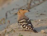 9d.Hoopoe.JPG