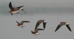 9e.OrientalPratincole.JPG