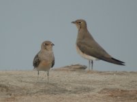 9f.OrientalPratincole2.JPG