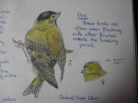 siskin 1.JPG