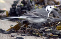 white wagtail templetown sept 06.jpg