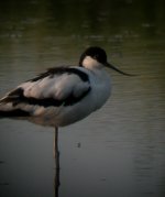 avocets.JPG