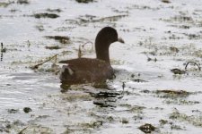 606-10438fbf Unknown Water Fowl.jpg