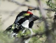 Pied Barbet.jpg