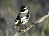 White-tailed Shrike 2.jpg