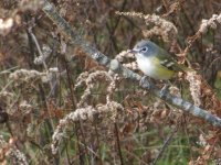 poss blue vireo 002.jpg