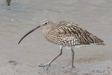 curlew1 with tc P.jpg
