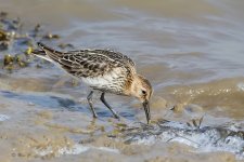 dunlin13v2.jpg