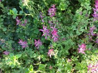 common_fumitory.jpg