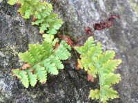 spleenwort.jpg