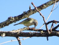 Blue-headed Vireo.jpg