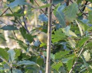 Ruby-crowned Kinglet.jpg