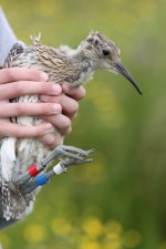 Colour-ringed Curlew, Orkney.JPG