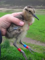 Orkney Curlew Chick, individually colour-ringed.JPG