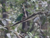 whiteheads broadbill.JPG