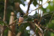 black and yell broadbill.JPG