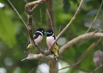 black and yellow broadbill.JPG