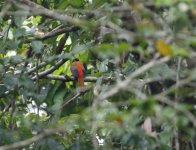 scarlet rumped trogon 4000.JPG