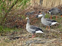 Geese 100mtrs (1024x768).jpg