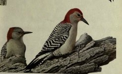 Red bellied woodpecker.jpg