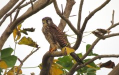 IMG_3827 - Eurasian Kestrel @ RDBT.JPG